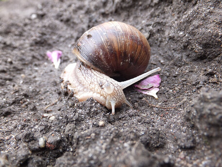 Grzegorz Chmielecki. Ślimak winniczek (Helix pomatia)